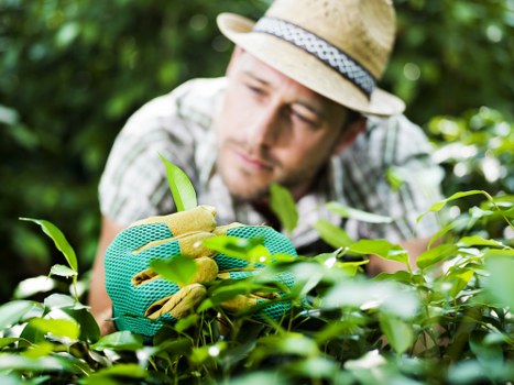 Seasonal gardening services in Wembley for residential and commercial properties