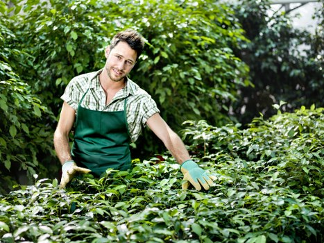 Seasonal lawn care in Wembley with mowing, feeding, and watering