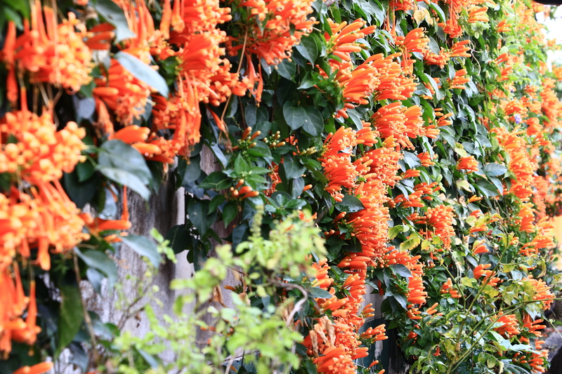 Garden yard
